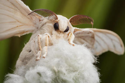 Seidenfalter Bombyx Mori